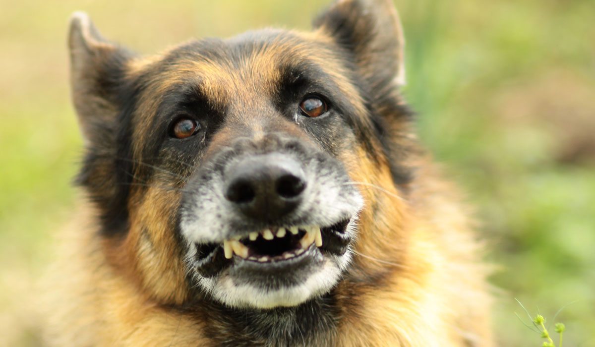 Dental Post #12