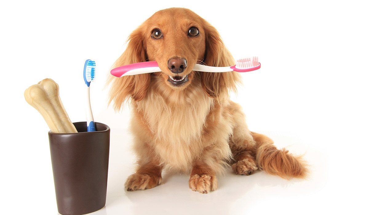 Dental Post #5
