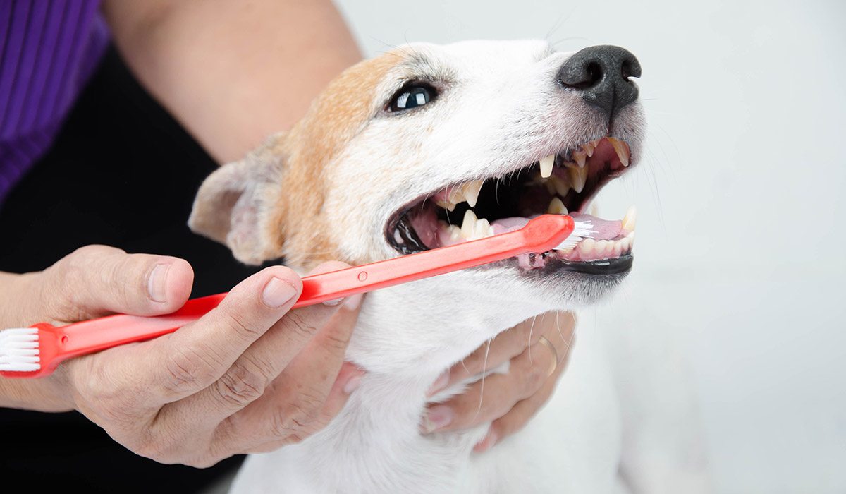 pet's healthy teeth being brushed by vet