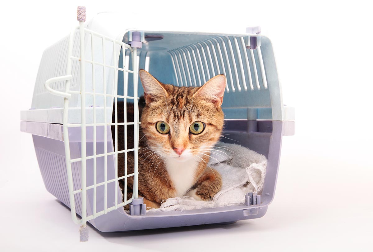 cat in carrier for travel holiday pet safety tip