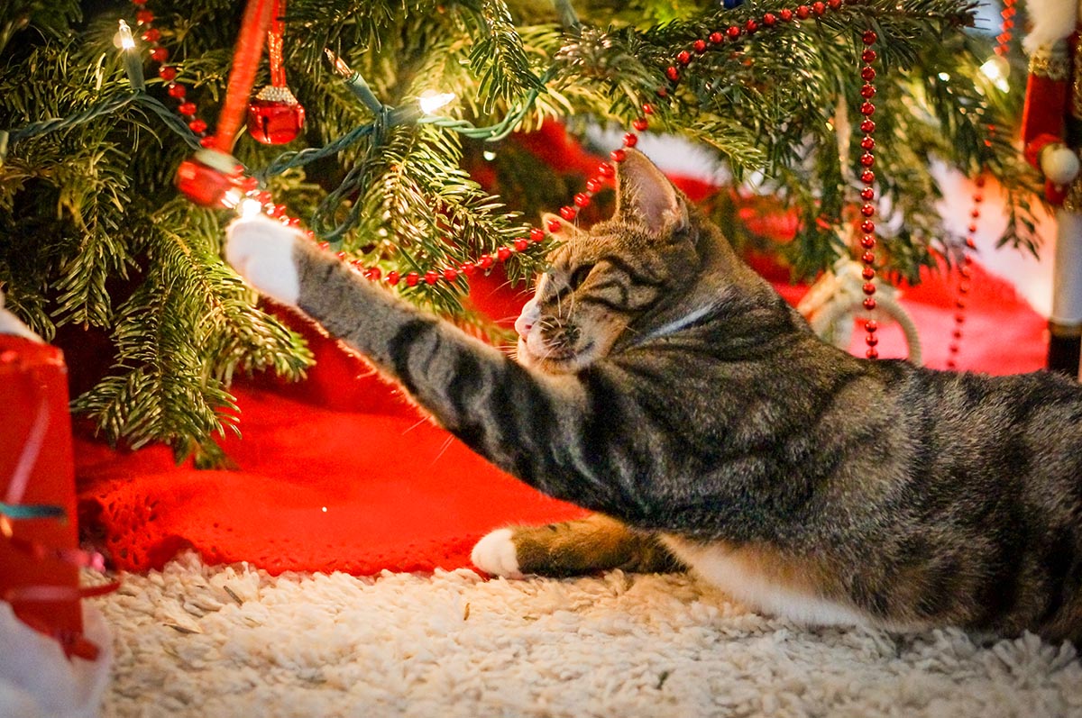 holiday pet safety tip keep cats away from decorations