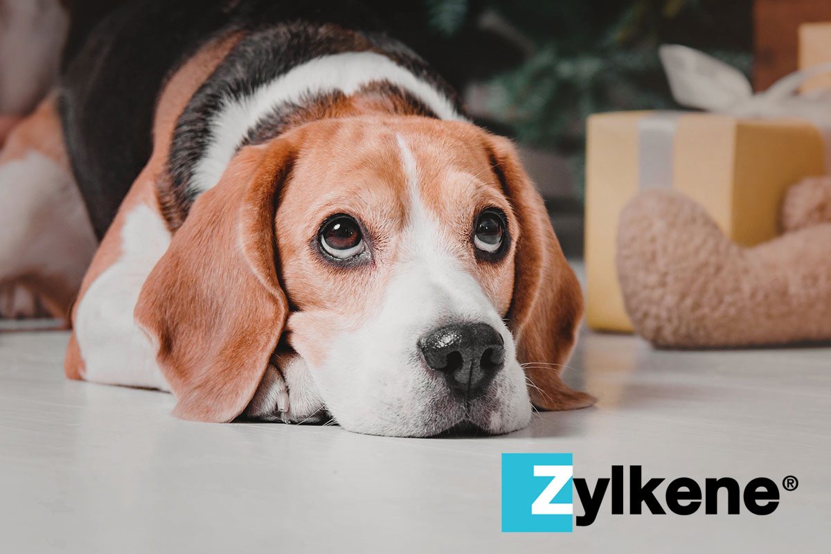 holiday pet safety tip: zylkene for dogs and cats