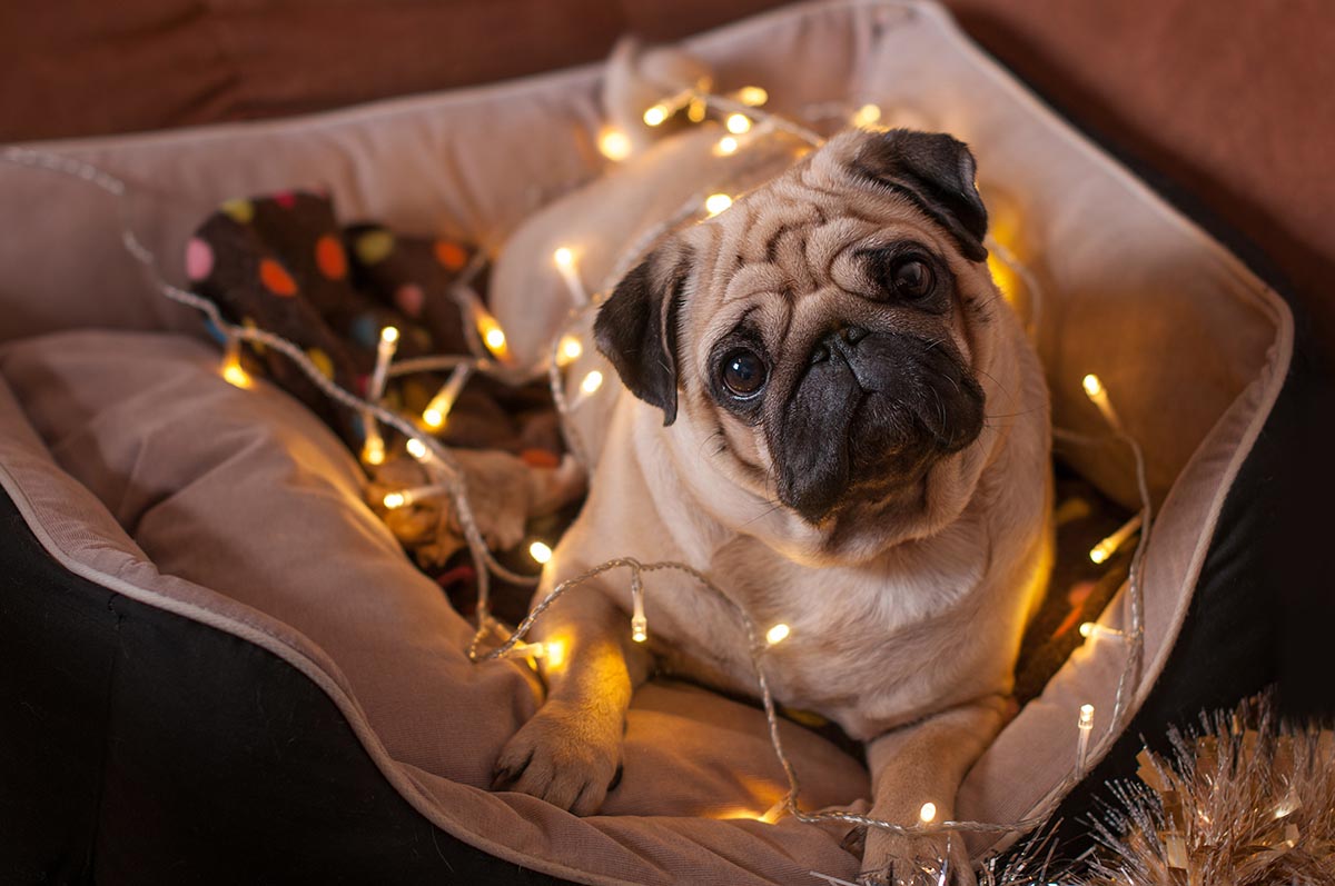 Holiday Post #2