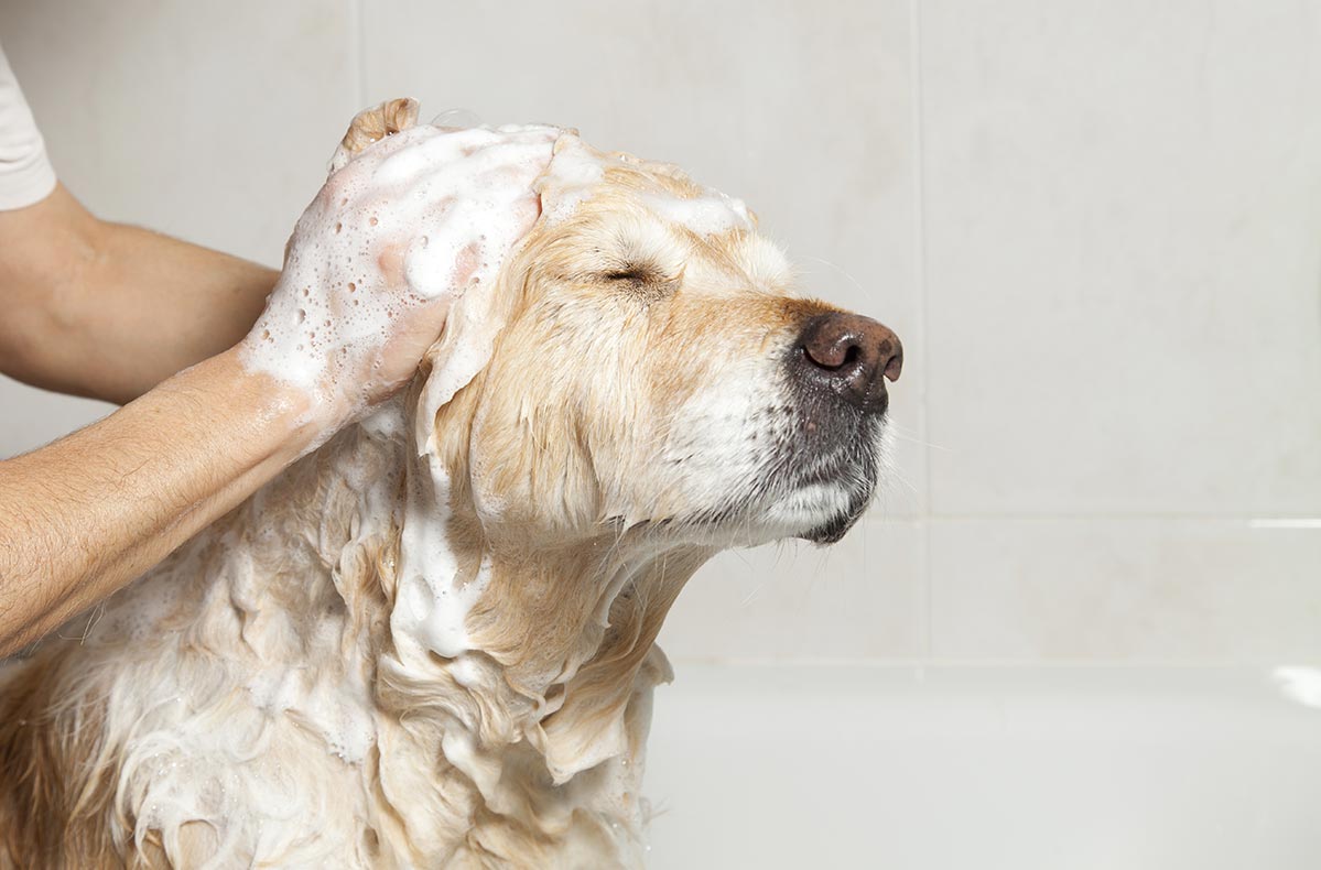 Derm Post #13
