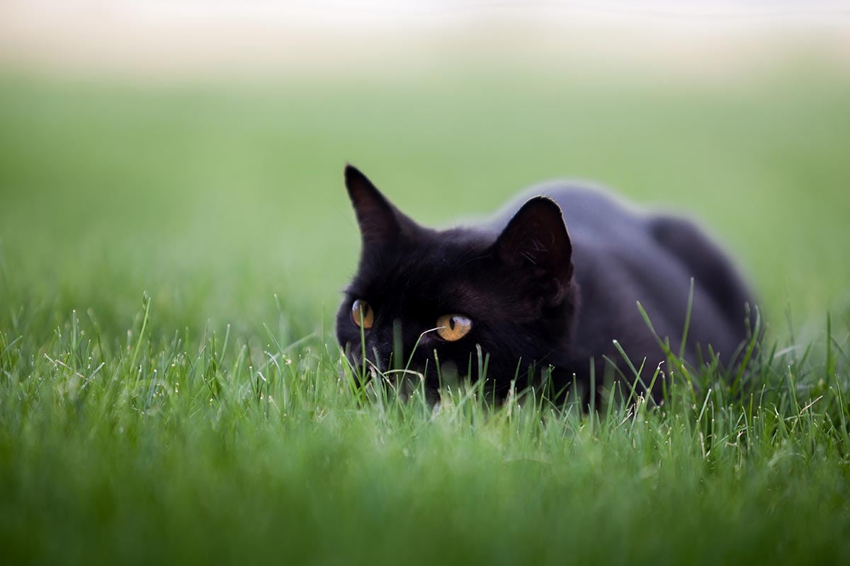 Feline Post #1