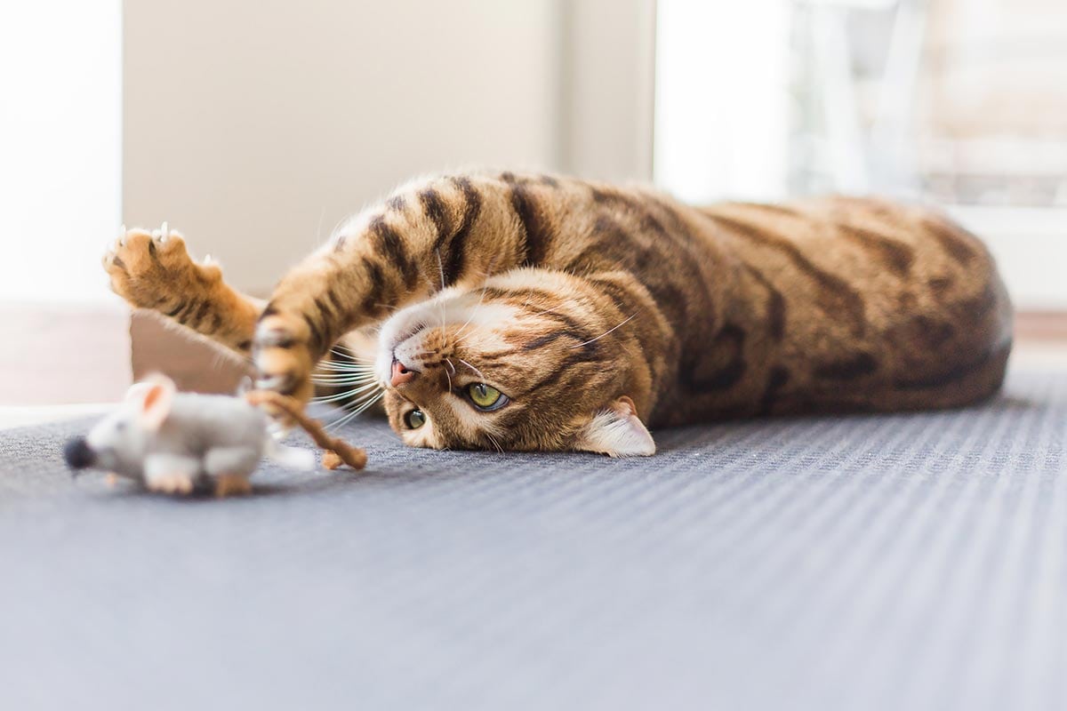 a cat's life playing with toys