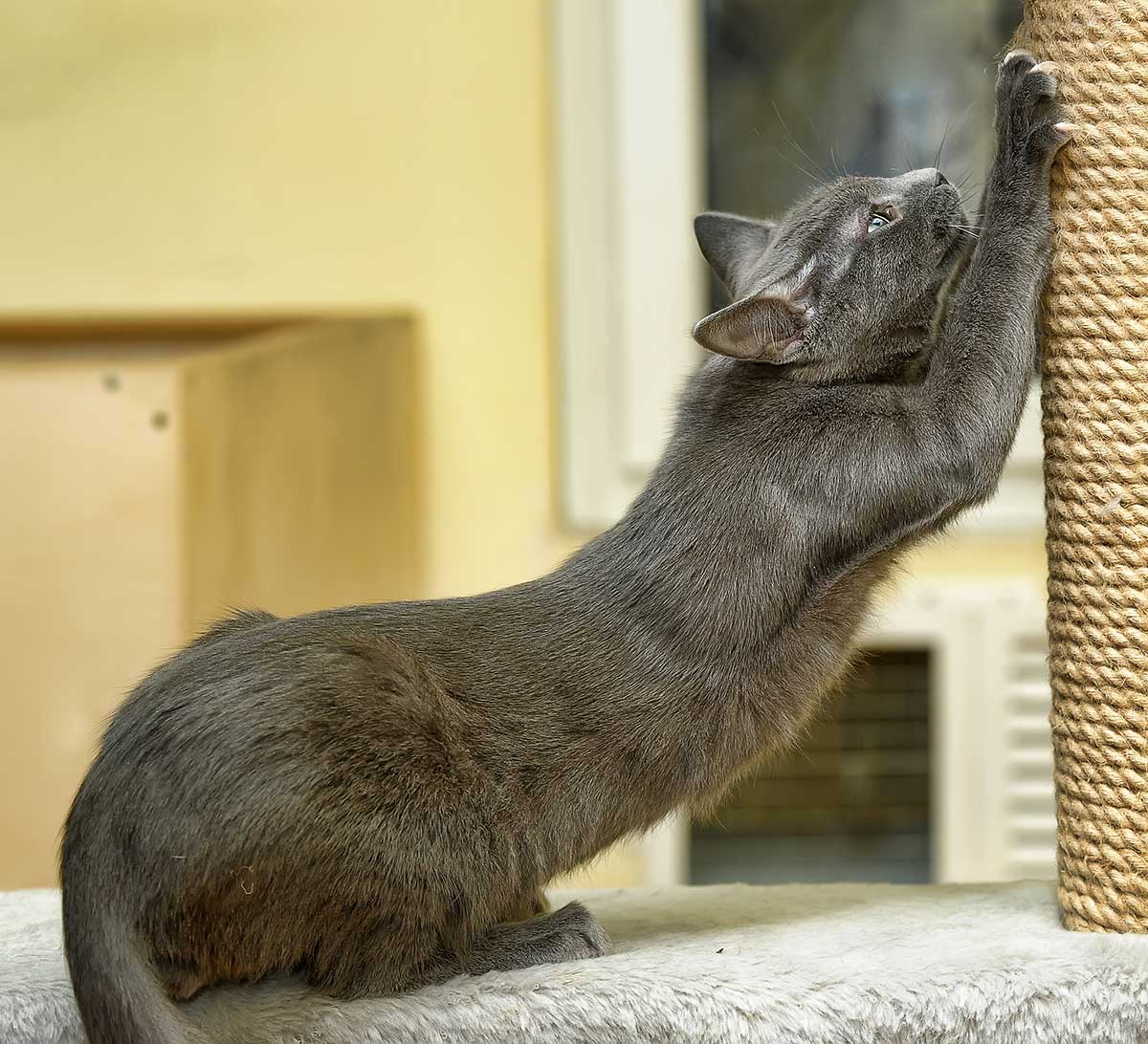 Feline Post #4