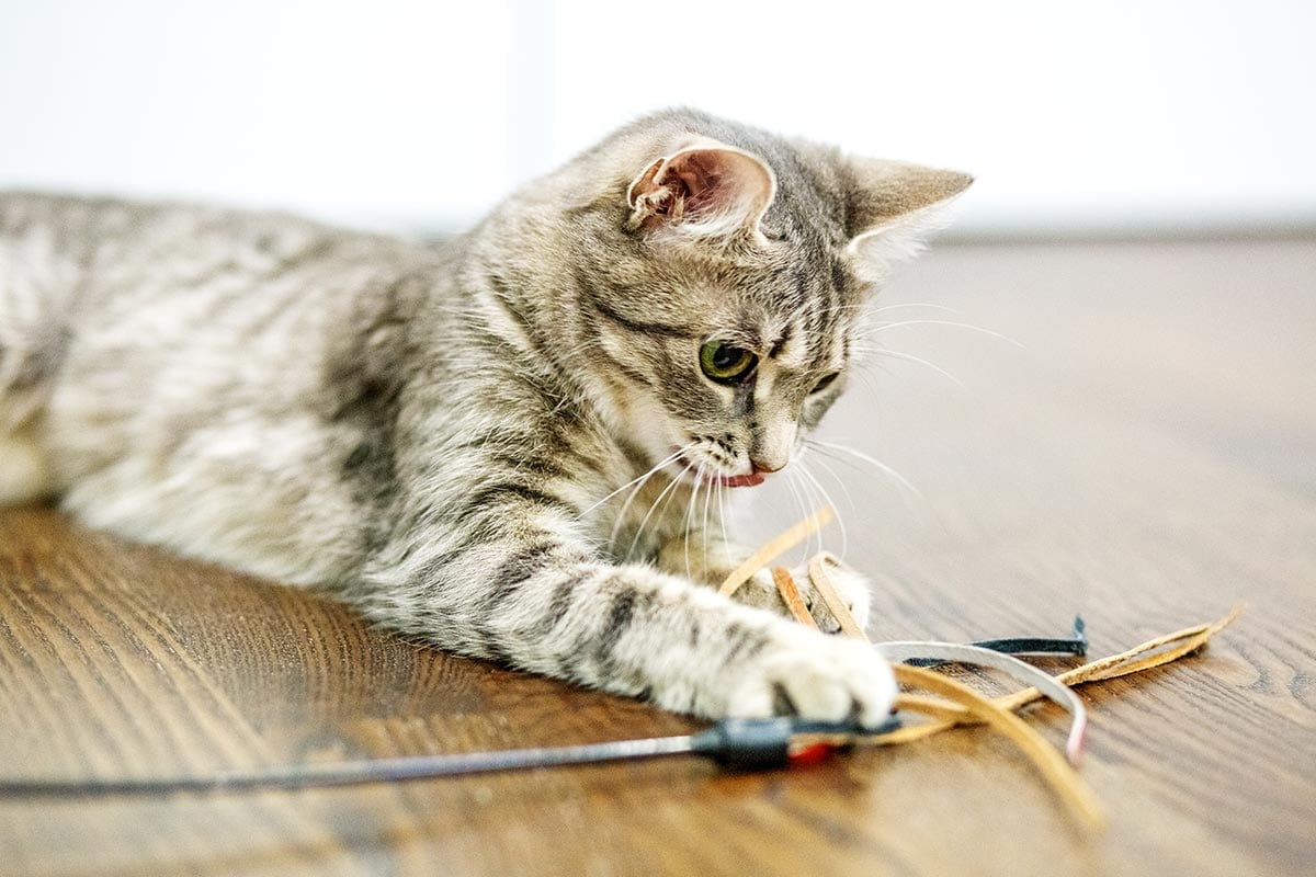 Happy Cat Post #5