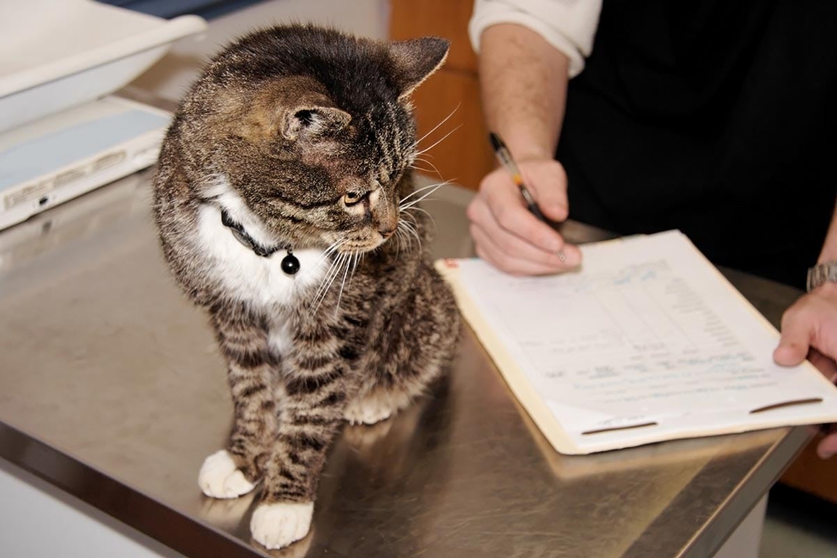 Happy Cat Post #10