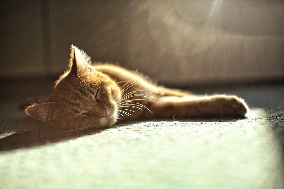 Feline Post #8