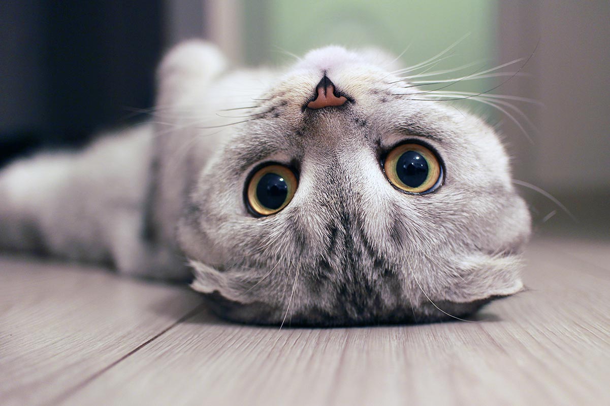 Happy Cat Post #2