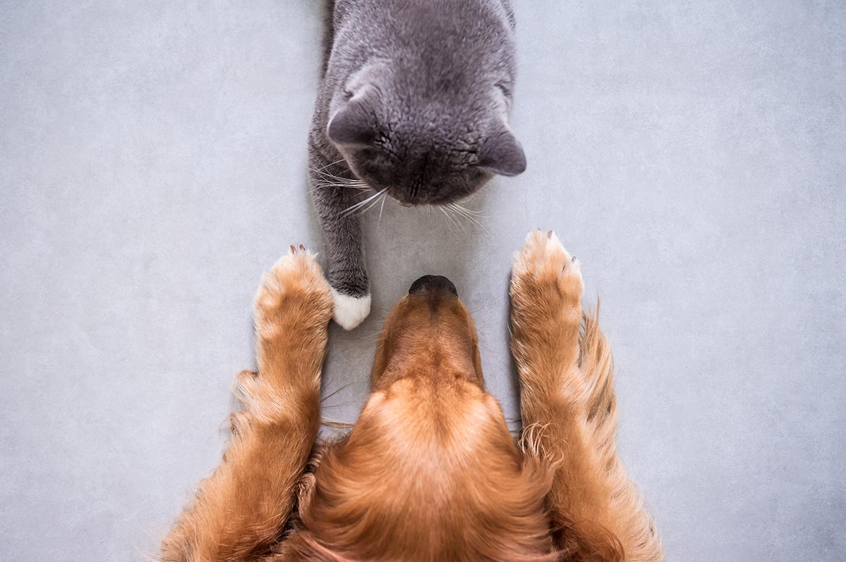 Happy Cat Post #3