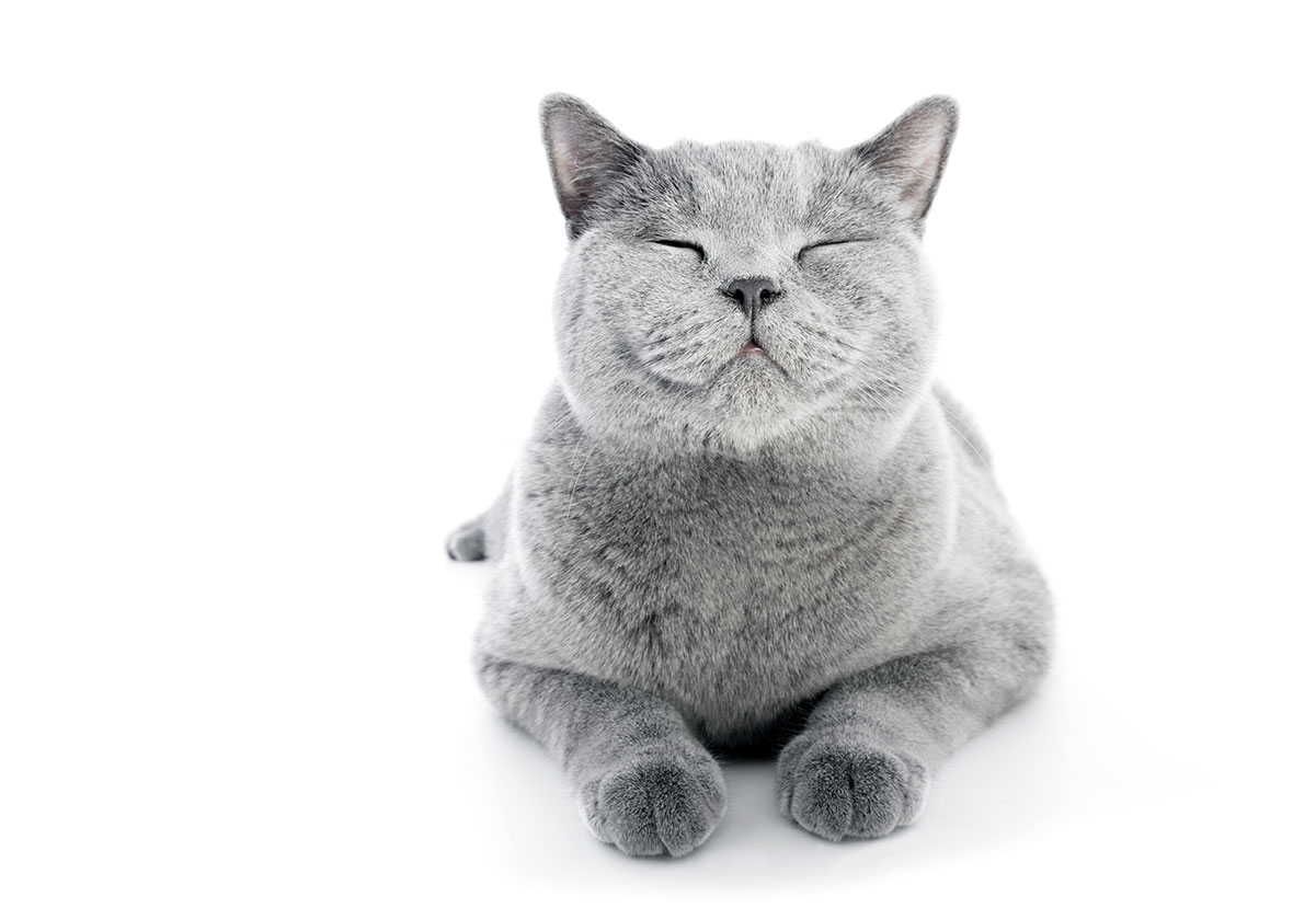 Happy Cat Post #4