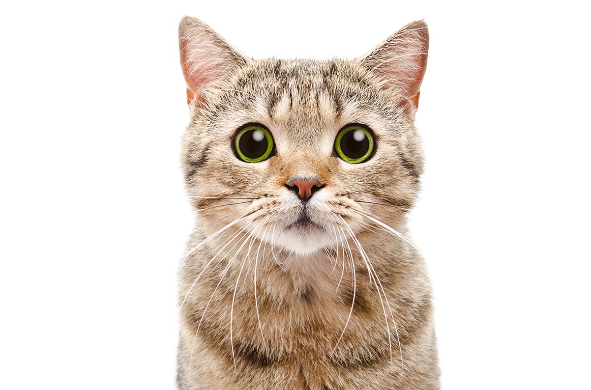 Happy Cat Post #7