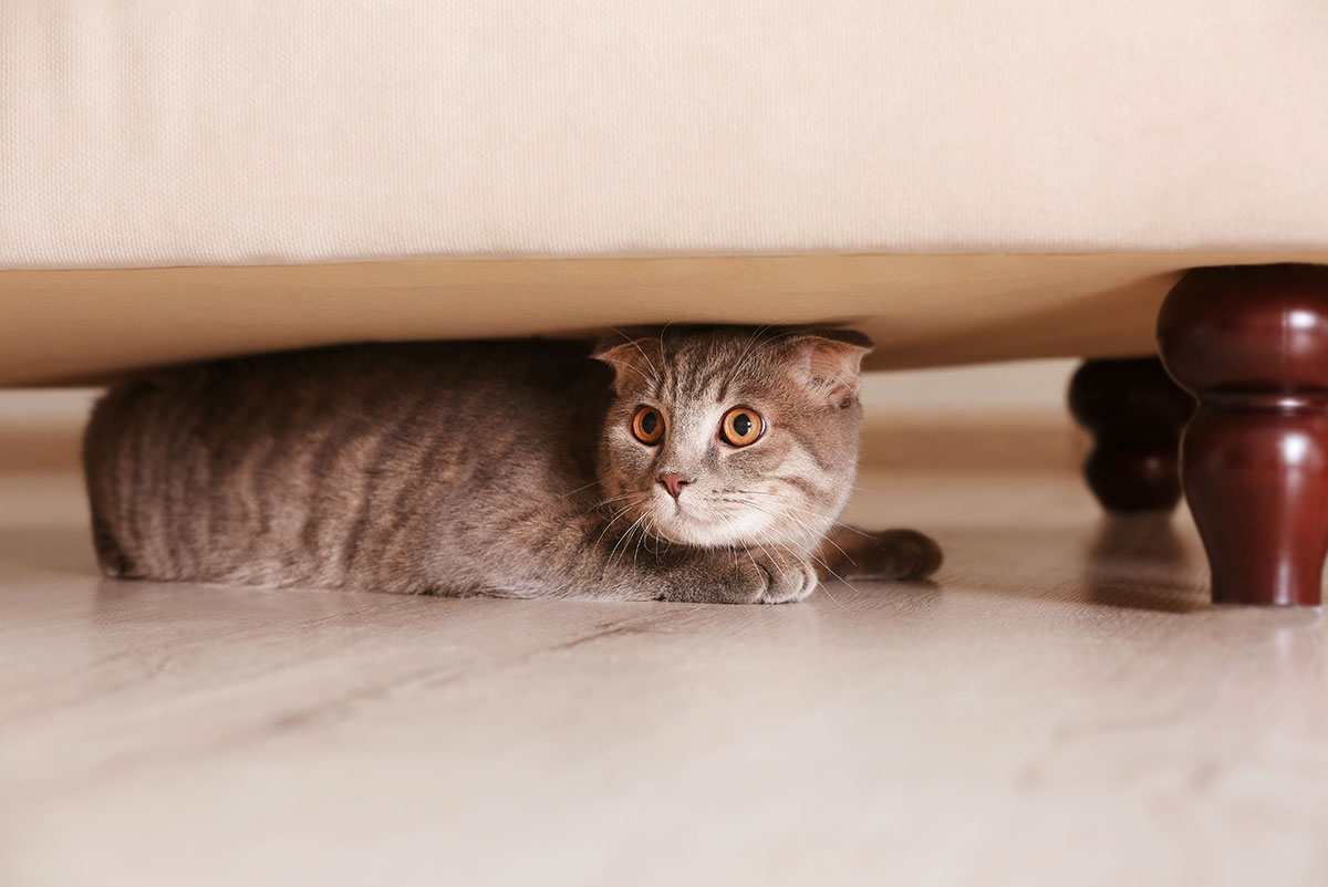Happy Cat Post #8