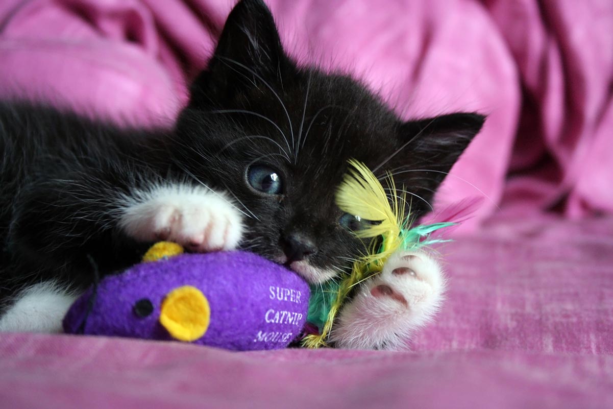 Happy Cat Post #9