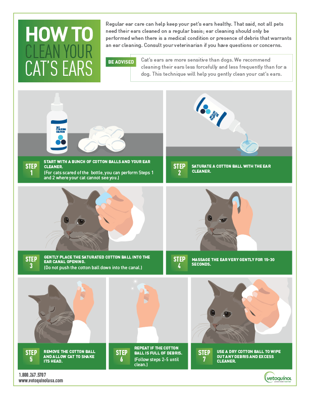 How To Clean Your Cat's Ears